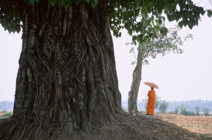 vientiane monk with banyan tree.jpg